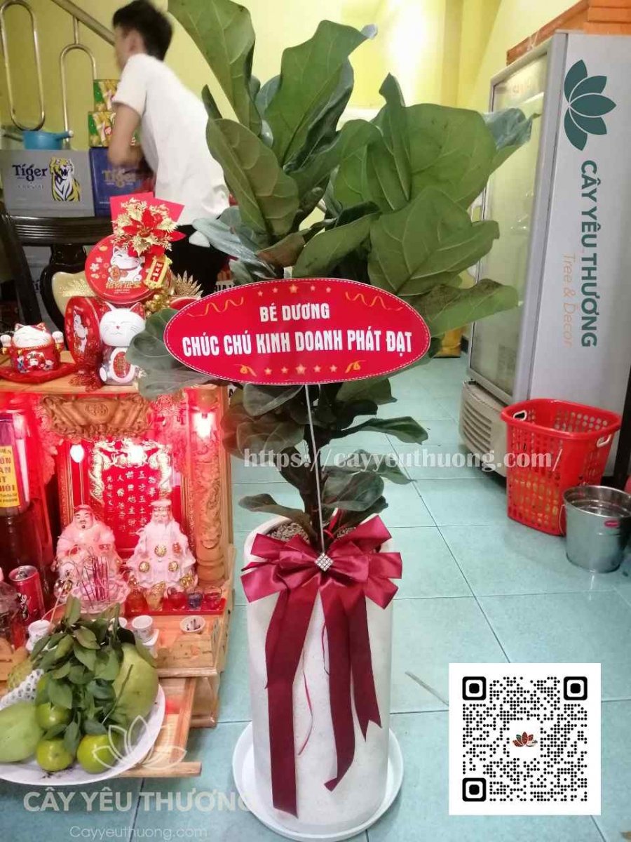 Cây quà tặng văn phòng - Cây bàng singapore