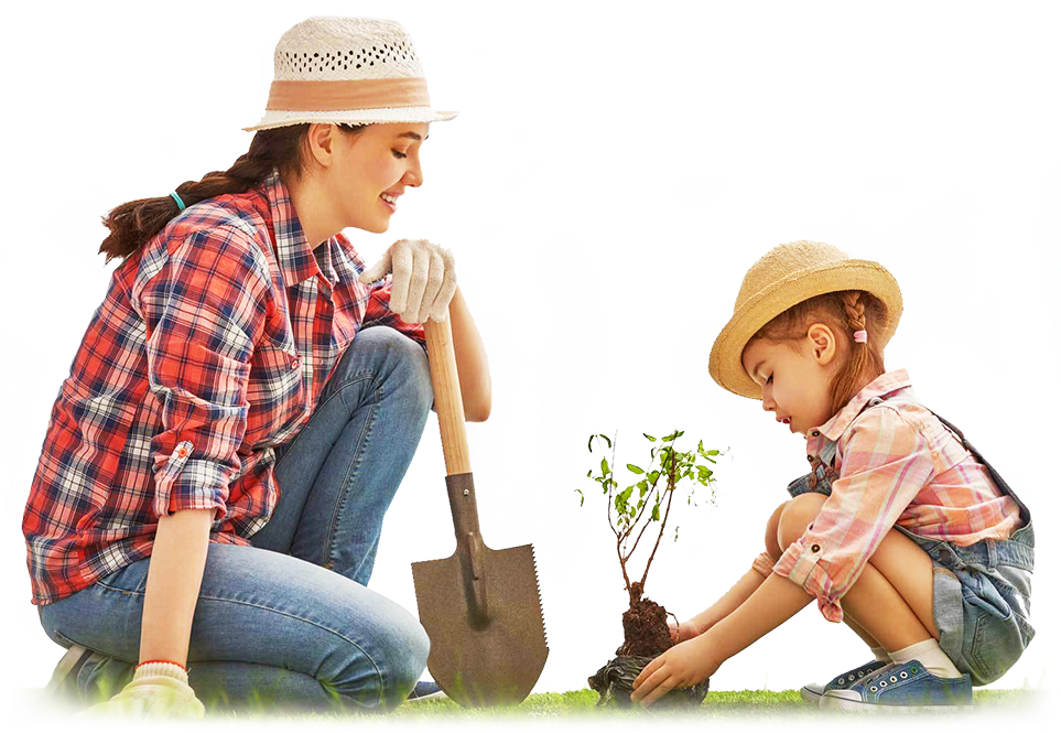 Tác dụng của việc trồng cây cảnh trong nhà