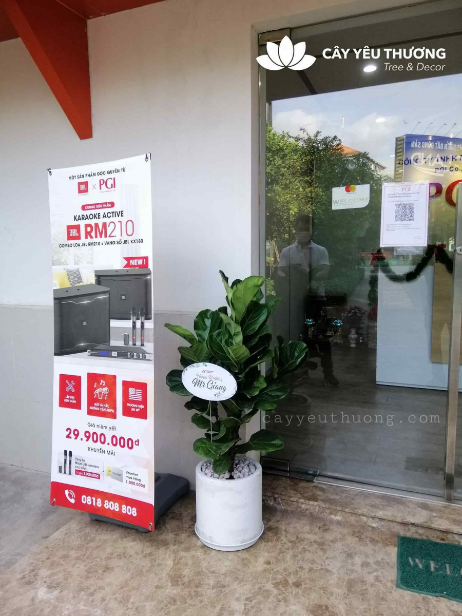 Cây bàng singapore Đẹp giá rẻ tại Tp.HCM