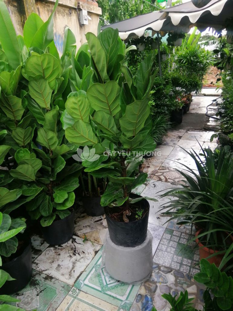 Cây bàng singapore - chậu đá mài trụ tròn 30x30 cm kèm dĩa