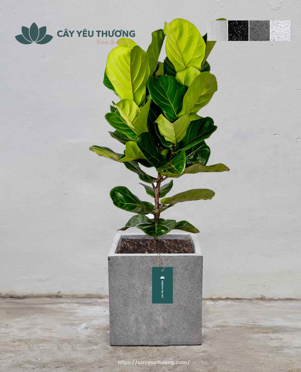 Cây bàng singapore cây văn phòng phong thủy giá rẻ