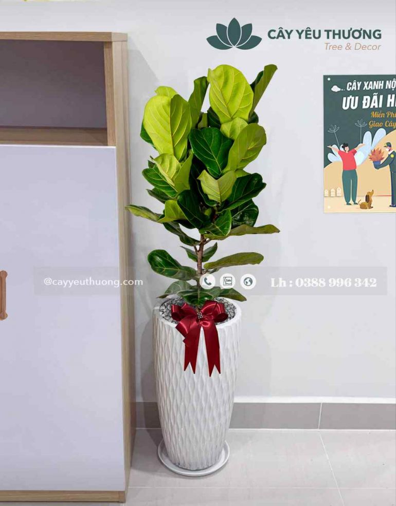 Cây bàng singapore cây nội thất văn phòng giá rẻ tphcm