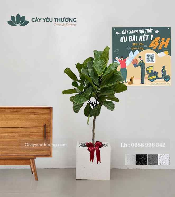 Cây bàng singapore cây phong thủy tặng khai trương giá rẻ
