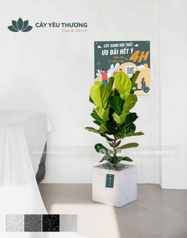 Cây bàng singapore cây xanh trang trí quán cà phê giá rẻ