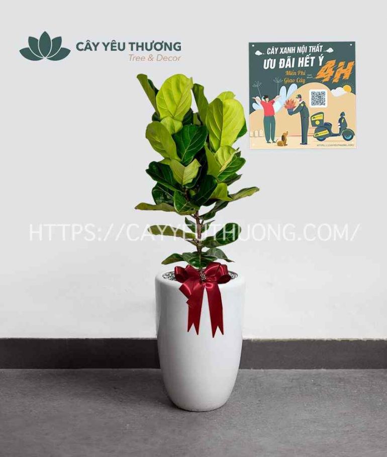 Cây bàng singapore cây xanh văn phòng giá rẻ tại TPHCM