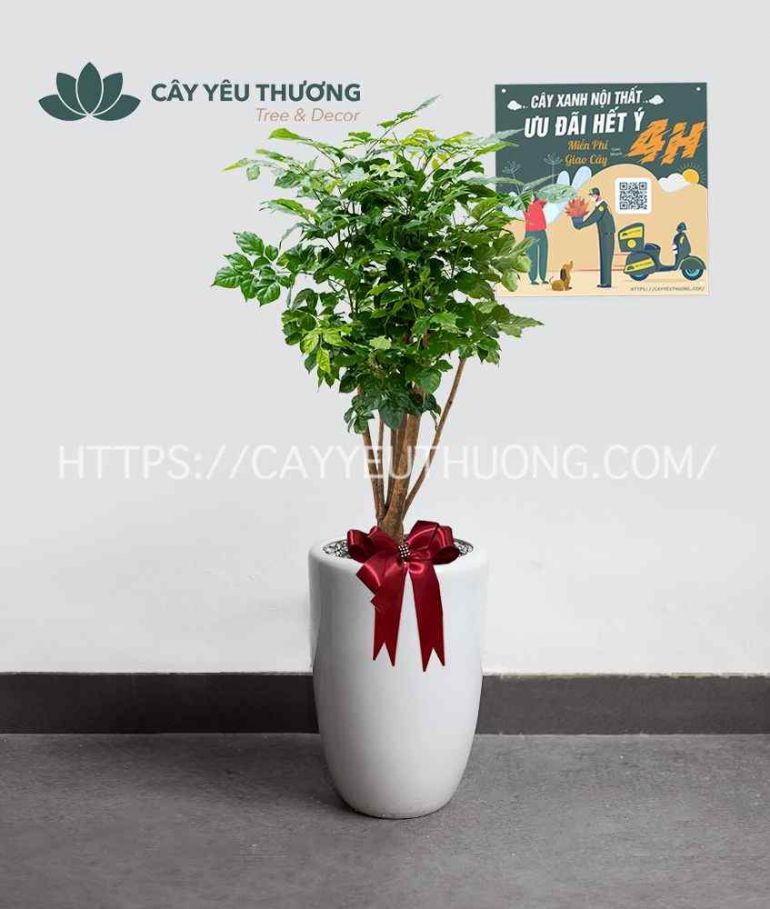 Cây hạnh phúc cây xanh văn phòng giá rẻ tại TPHCM
