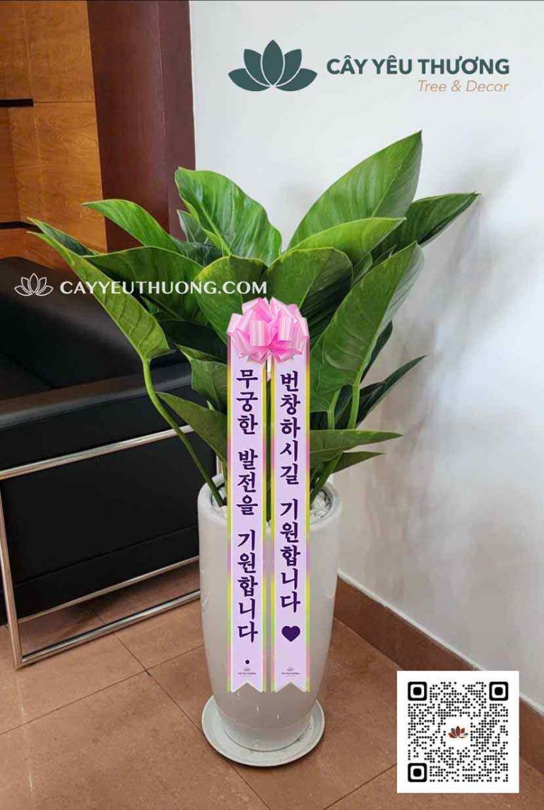 Cây hoa chúc mừng người Hàn Quốc ý nghĩa,sang trọng | Đế vương xanh