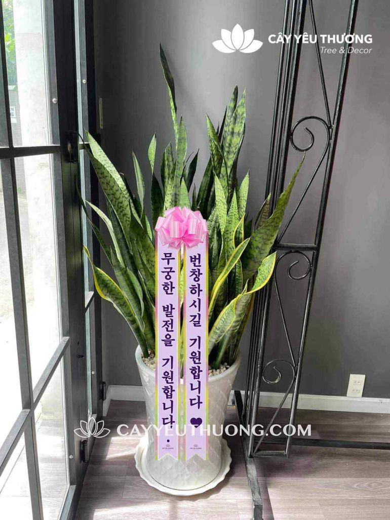 Cây hoa chúc mừng người Hàn Quốc ý nghĩa,sang trọng | lưỡi hổ xanh