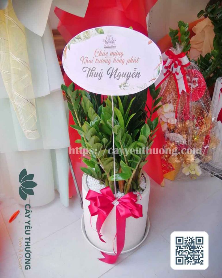 Cây Kim Tiền tặng khai trương mang đến giàu sang, vinh hoa và phú quý