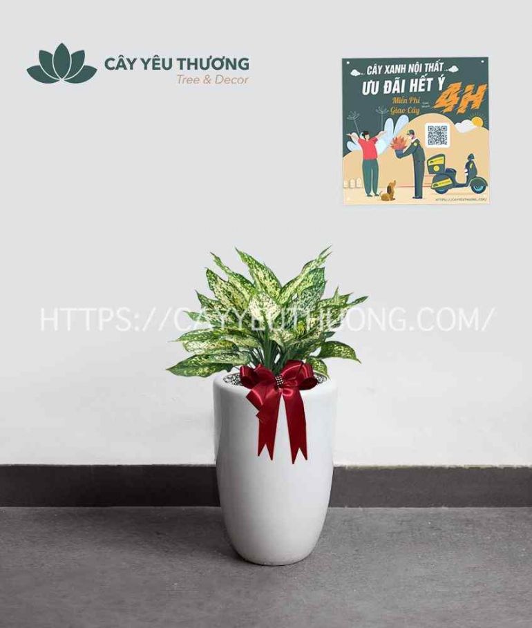 Cây ngọc ngân cây xanh văn phòng giá rẻ tại TPHCM