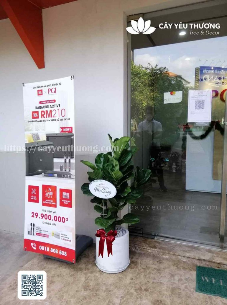 Cây tặng khai trương cửa hàng - Cây bàng singapore
