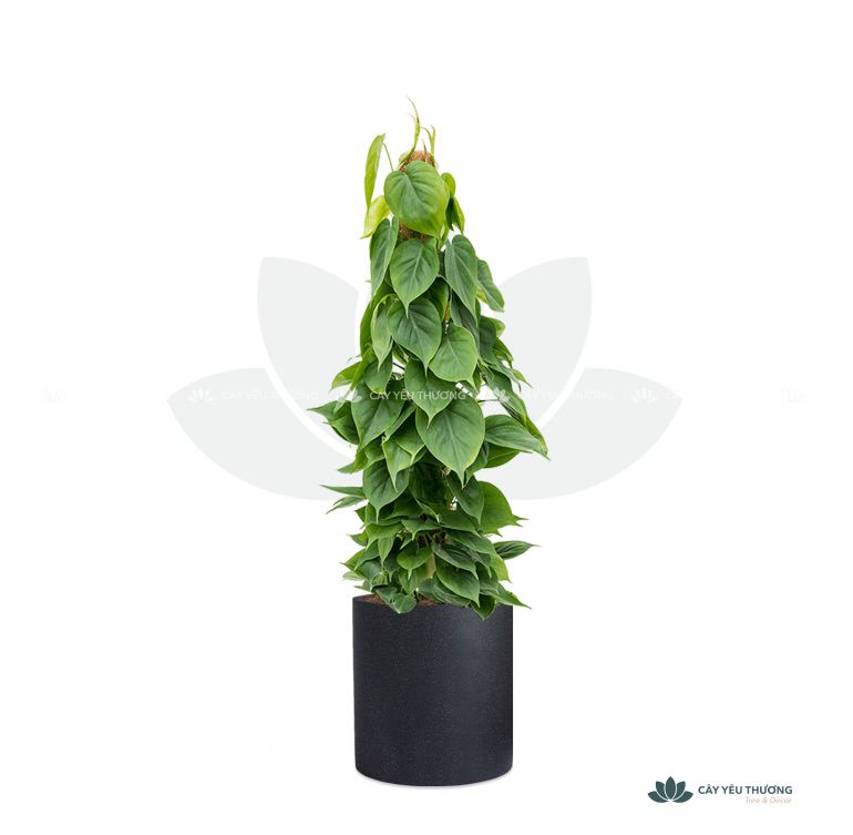 CÂY TRẦU BÀ LEO CỘT - Philodendron grand brasil