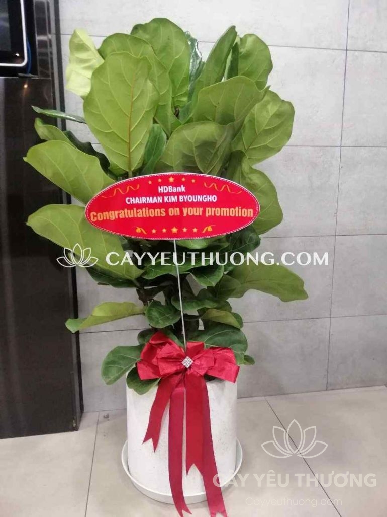 Chậu cây làm quà tặng giá rẻ,đẹp - Bàng singapore
