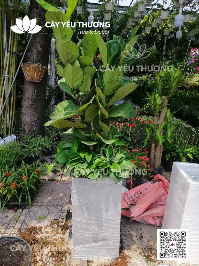 Chậu cây quà mừng tân gia - Cây bàng singapore