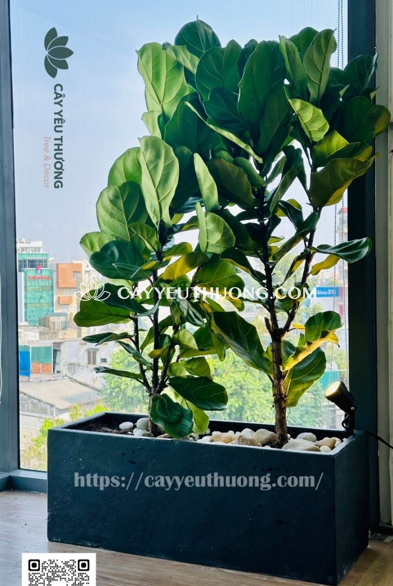 Chậu cây tặng bạn khai trương văn phòng mới - Bàng singapore chậu ngang lớn