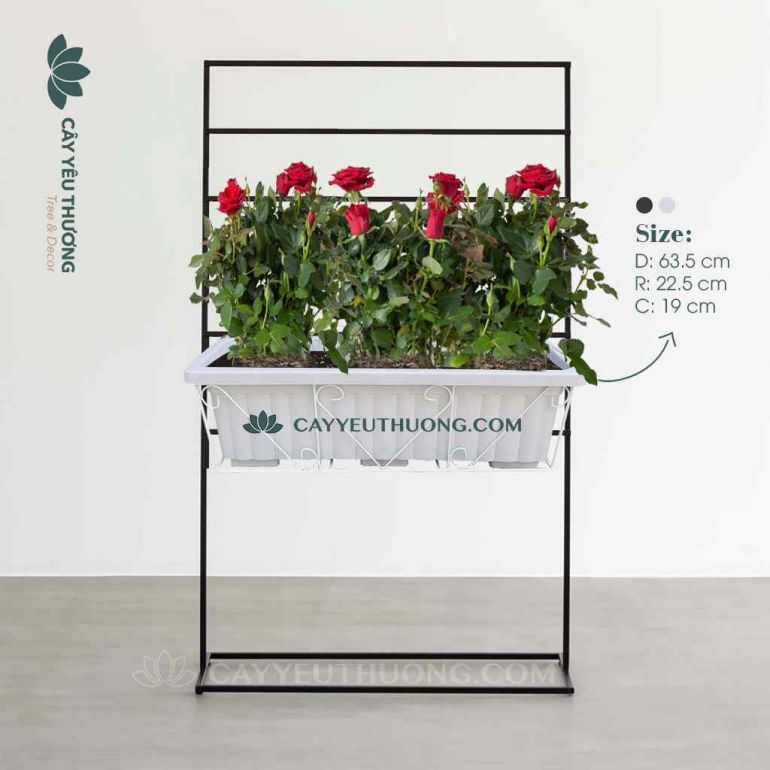 Chậu cây,hoa treo ban công đẹp,giá rẻ | Hoa hồng