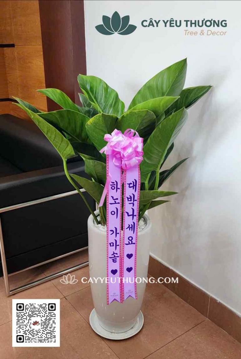 Đế vương xanh - chậu cây quà tặng Hàn Quốc tphcm