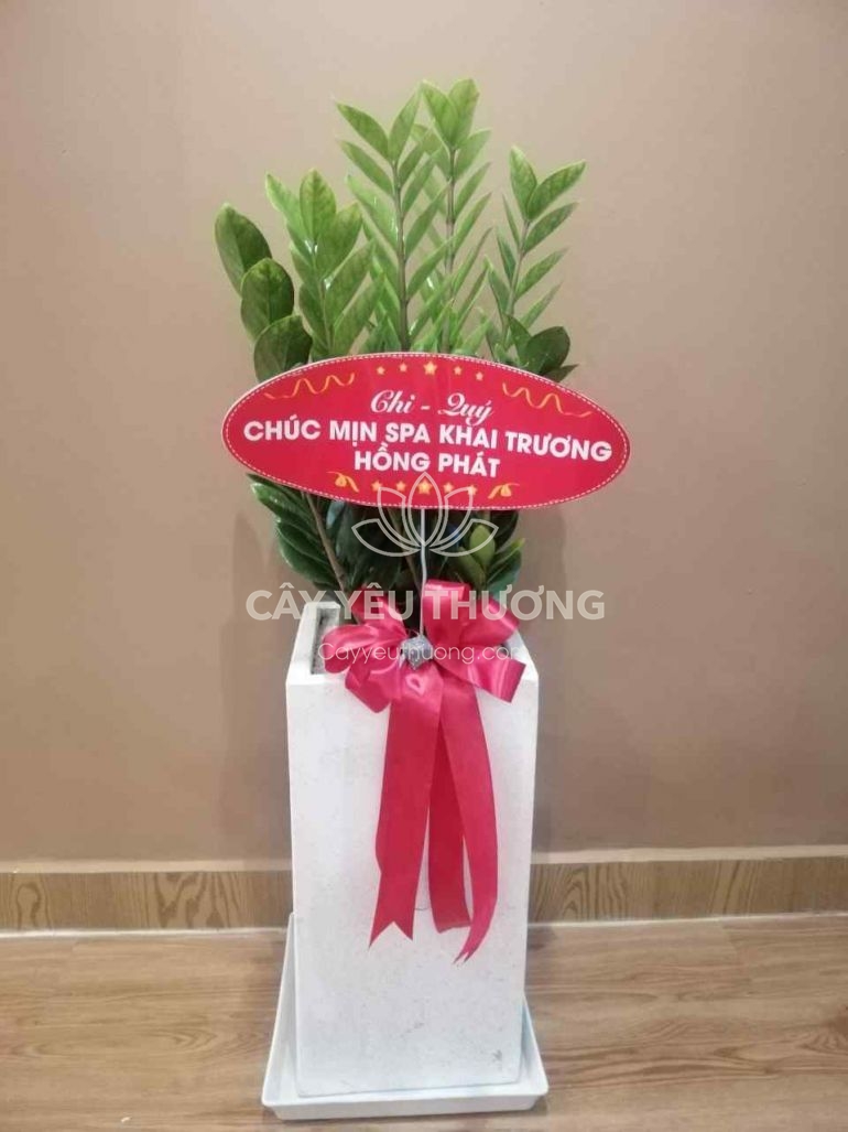 Kim tiền - Chậu cây chúc mừng Spa KHAI TRƯƠNG HỒNG PHÁT