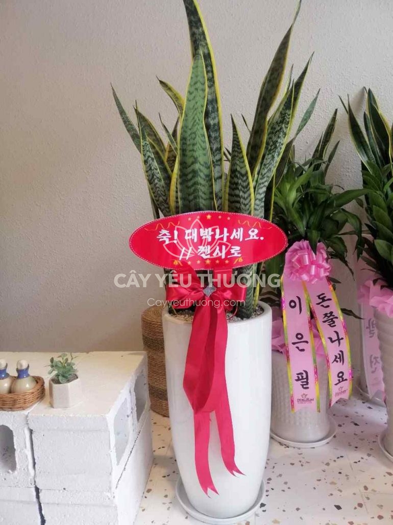 Lưỡi hổ - chậu cây quà tặng Hàn Quốc tphcm