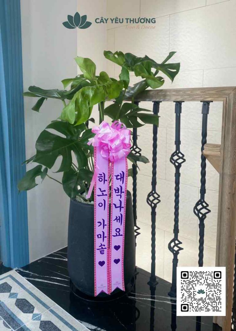 Monstera - chậu cây quà tặng Hàn Quốc tphcm
