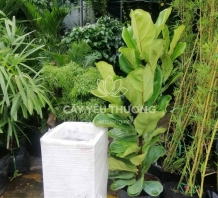 화분/공기정화식물 - Bàng singapore