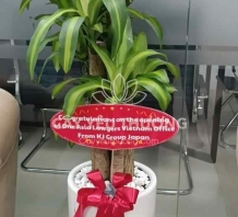행운목 - Chậu cây làm quà tặng người hàn quốc