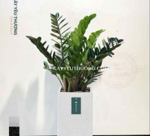 화분/공기정화식물 - Kim tiền