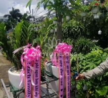 실내식물원 - Kim tiền chậu cây tặng người hàn quốc