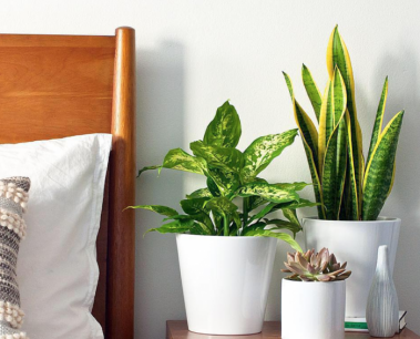 4 loại cây cho phòng ngủ giúp bạn ngủ ngon hơn