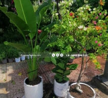 Cây bàng singapore Cây Ban Công Sân Vườn đẹp giá rẻ