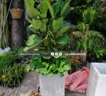Cây bàng singapore cây nội thất đẹp giá rẻ