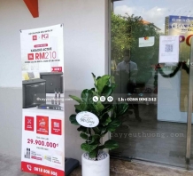 Cây bàng singapore Cây nội thất văn phòng đẹp giá rẻ tại TPHCM