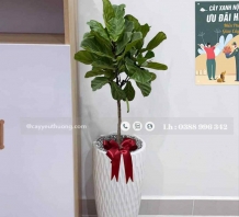 Cây bàng singapore cây nội thất văn phòng giá rẻ tphcm