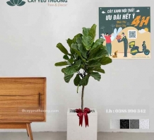 Cây bàng singapore cây phong thủy tặng khai trương giá rẻ
