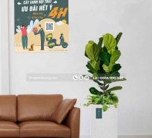 Cây bàng singapore cây trang trí văn phòng giá rẻ đẹp