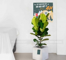 Cây bàng singapore cây xanh trang trí quán cà phê giá rẻ