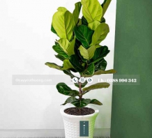 Cây bàng singapore cây xanh văn phòng đẹp giá rẻ tại TPHCM