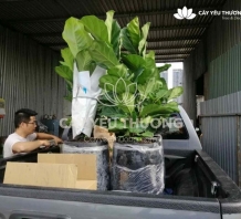 Cây bàng singapore - chậu cây quà tặng Hàn Quốc tphcm