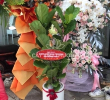Cây bàng singapore - Grand opening gift