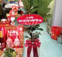 Cây bàng singapore mừng khai trương cửa hàng đẹp,giá rẻ