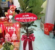Cây bàng singapore mừng khai trương cửa hàng đẹp,giá rẻ
