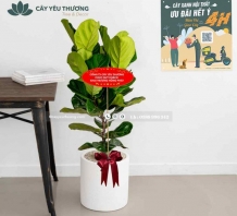 Cây bàng singapore tặng Khai Trương Văn Phòng Công Ty giá rẻ