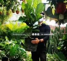 Cây bàng singapore trồng trong nhà đẹp, hợp phong thủy, dễ chăm