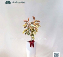 Cây đa cẩm thạch Chậu sứ trồng cây giá rẻ TPHCM