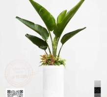 cây dễ trồng, dễ sống trong điều kiện khắc nghiệt của thời tiết Sài Gòn - chuối rẻ quạt