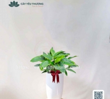 Cây đế vương xanh Chậu sứ trồng cây giá rẻ TPHCM
