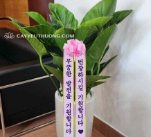 Cây hoa chúc mừng người Hàn Quốc ý nghĩa,sang trọng | Đế vương xanh