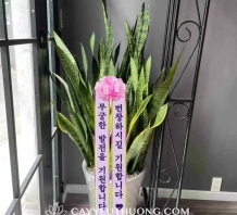 Cây hoa chúc mừng người Hàn Quốc ý nghĩa,sang trọng | lưỡi hổ xanh