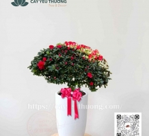 Cây hoa ngày tết siêu đẹp - Hoa đỗ quyên, chậu sứ lớn
