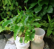 Cây Philodendron Burle Marx - chậu sứ để bàn có dĩa